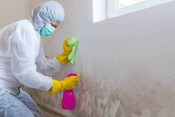 Best Environmental Consulting for Mold Prevention in Dellwood, MN